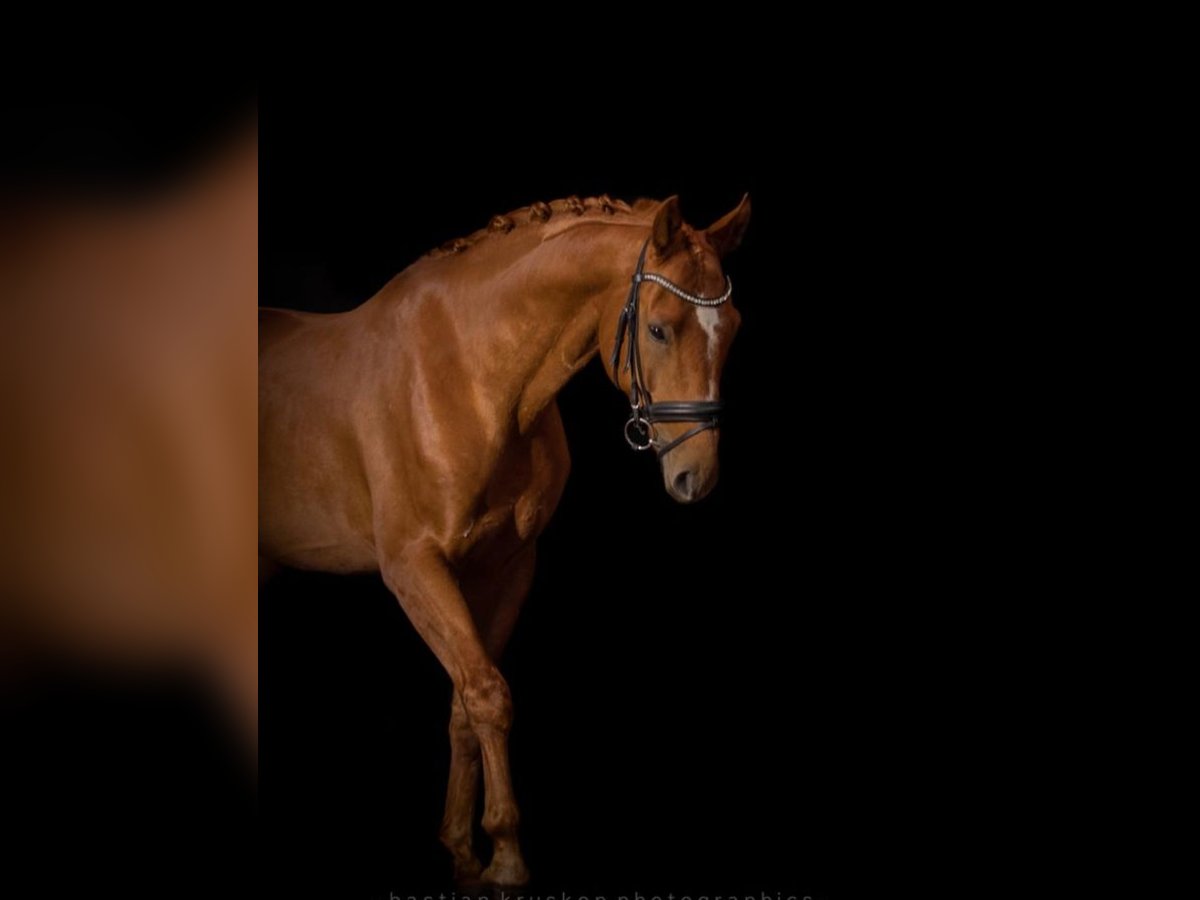 Mecklenburger Warmblut Wallach 10 Jahre 172 cm Fuchs in Fallingbostel
