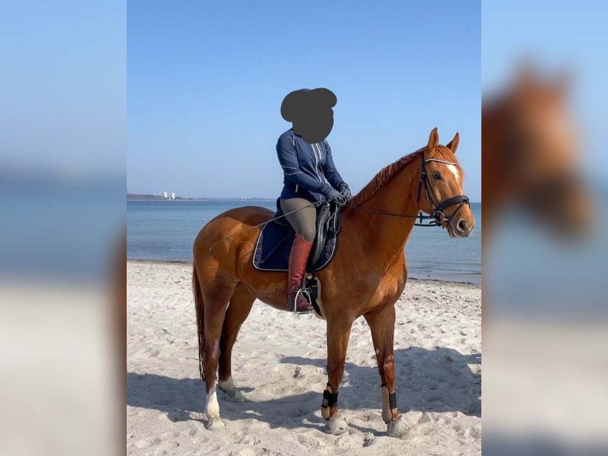 Mecklenburger Warmblut Wallach 10 Jahre 172 cm Fuchs in Fallingbostel