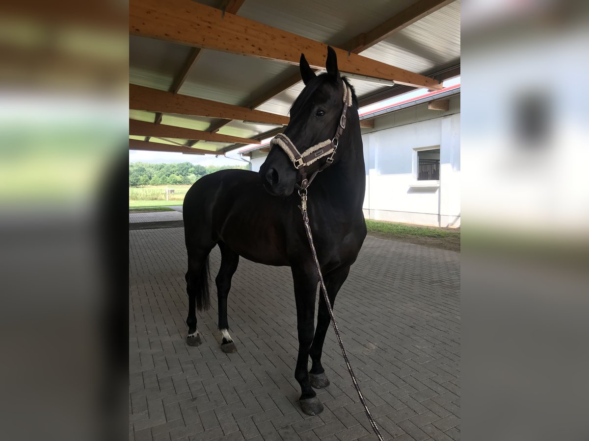 Mecklenburger Warmblut Wallach 11 Jahre 165 cm Schwarzbrauner in Roggenhagen