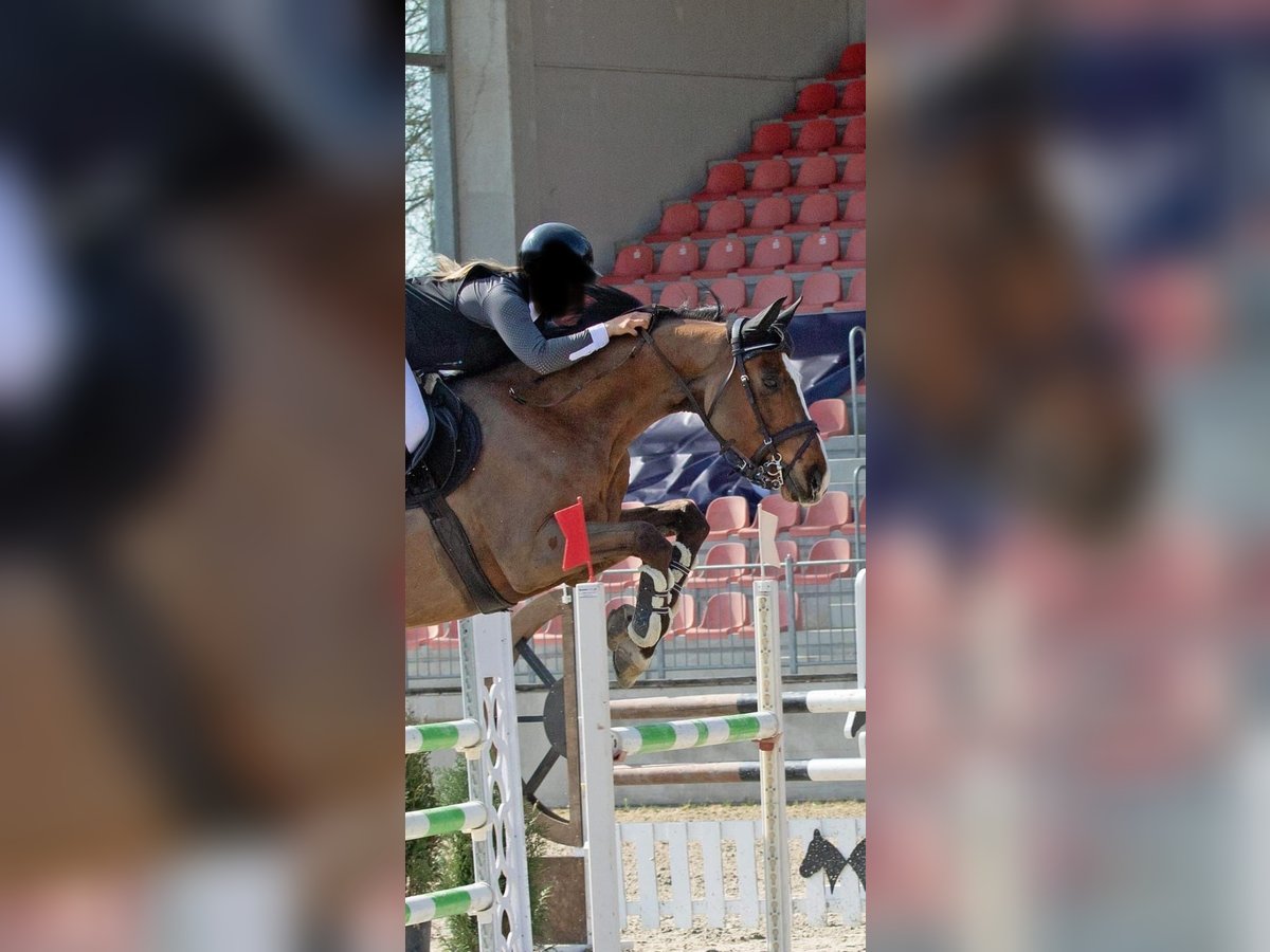 Mecklenburger Warmblut Wallach 11 Jahre 172 cm Brauner in Redefin