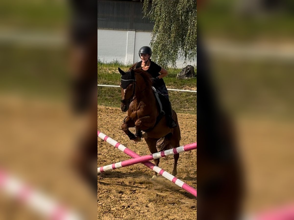 Mecklenburger Warmblut Wallach 12 Jahre 167 cm Fuchs in Kobrow