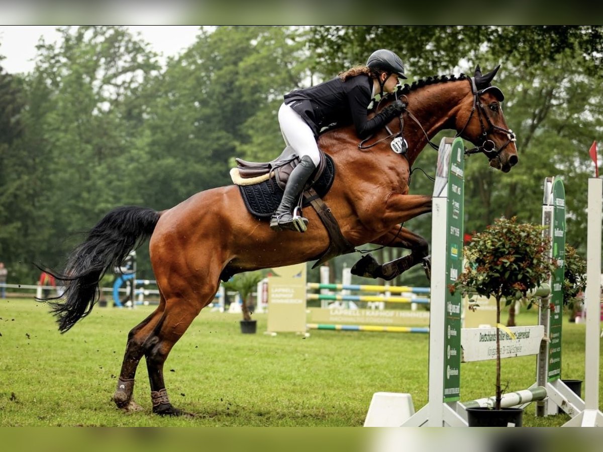 Mecklenburger Warmblut Wallach 12 Jahre 172 cm Brauner in H&#xFC;ckelhoven