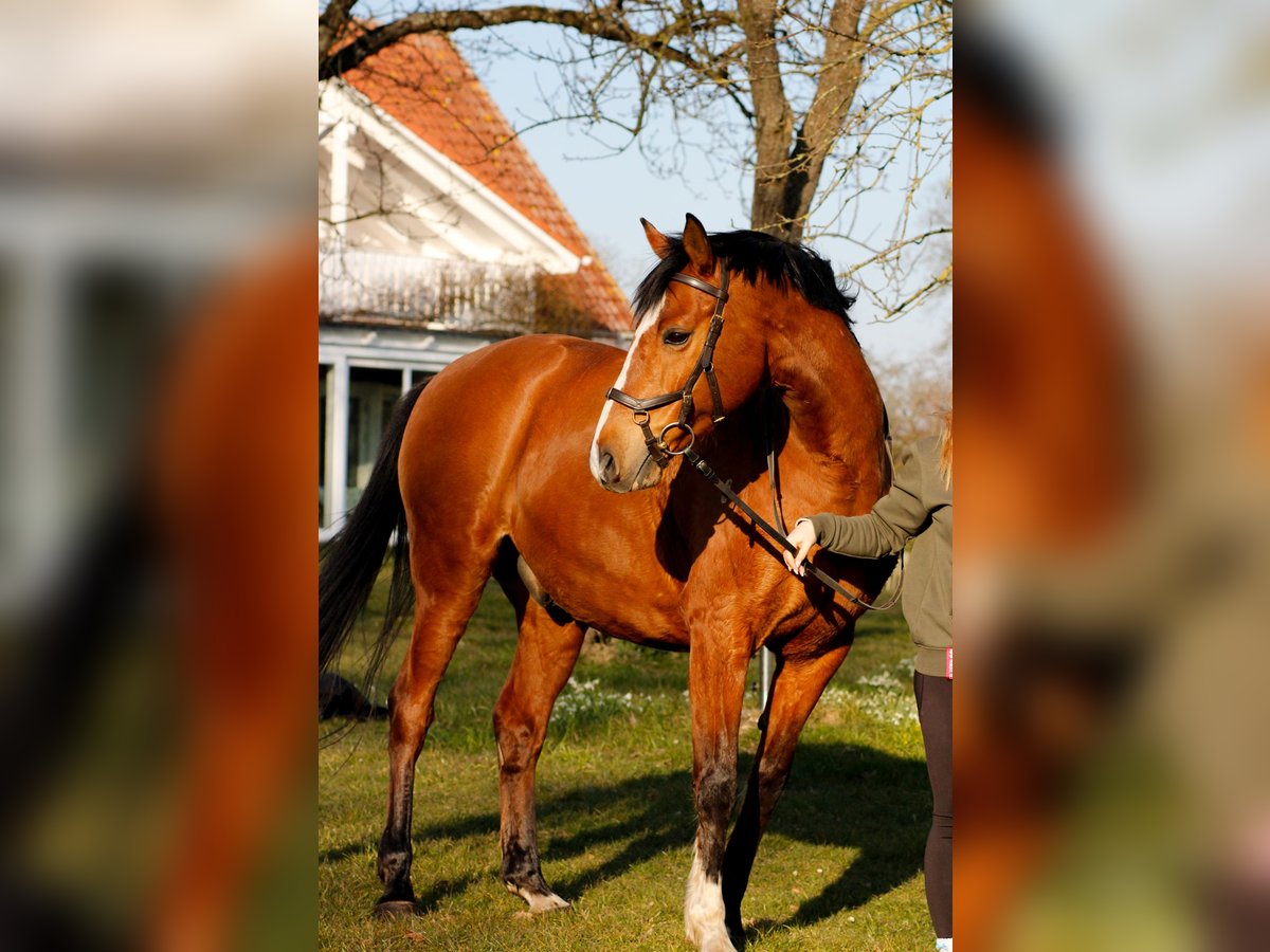 Mecklenburger Warmblut Wallach 13 Jahre 164 cm Brauner in LangsdorfDettmannsdorf