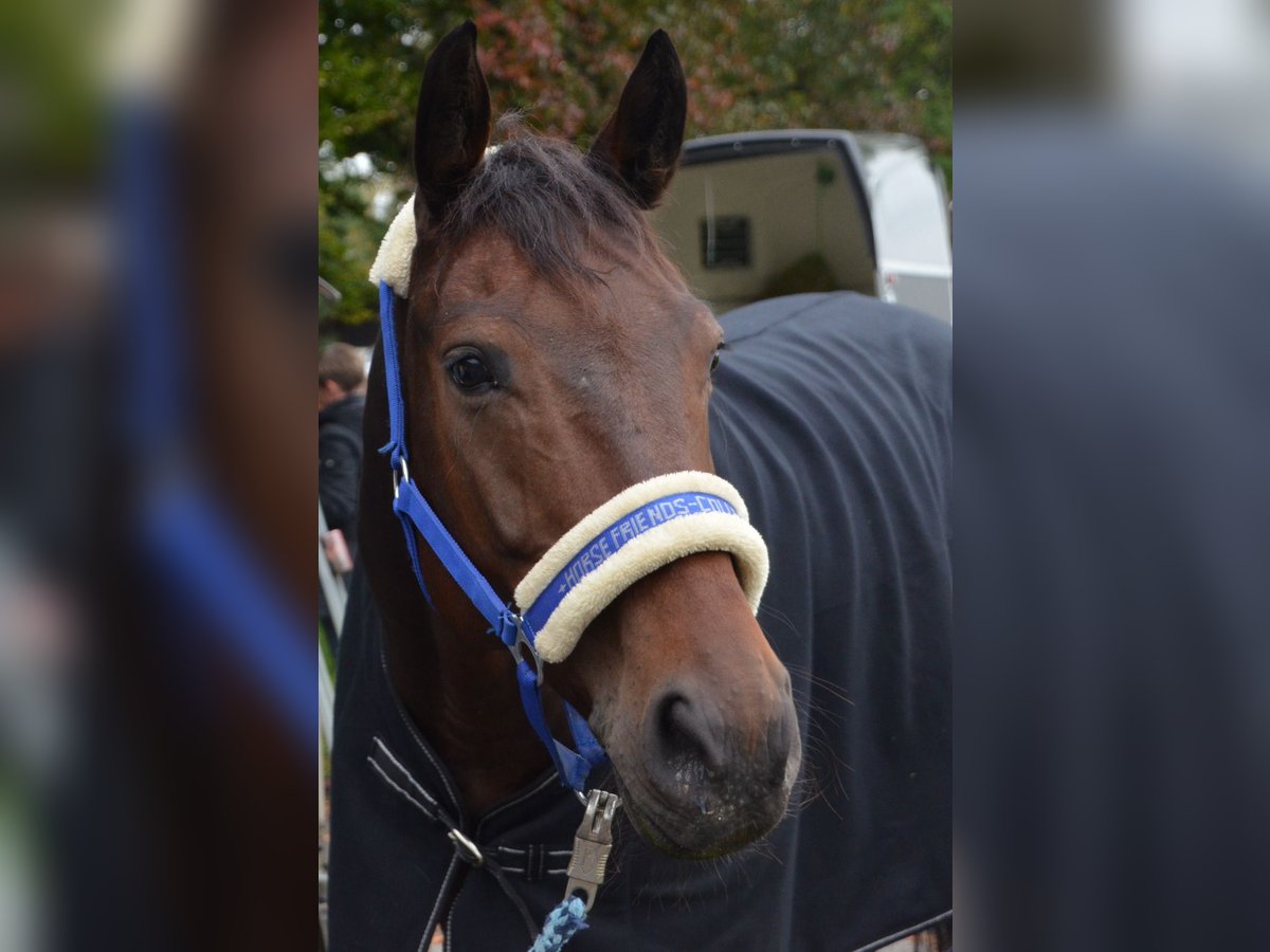 Mecklenburger Warmblut Wallach 13 Jahre 165 cm Brauner in Ehingen an der Donau