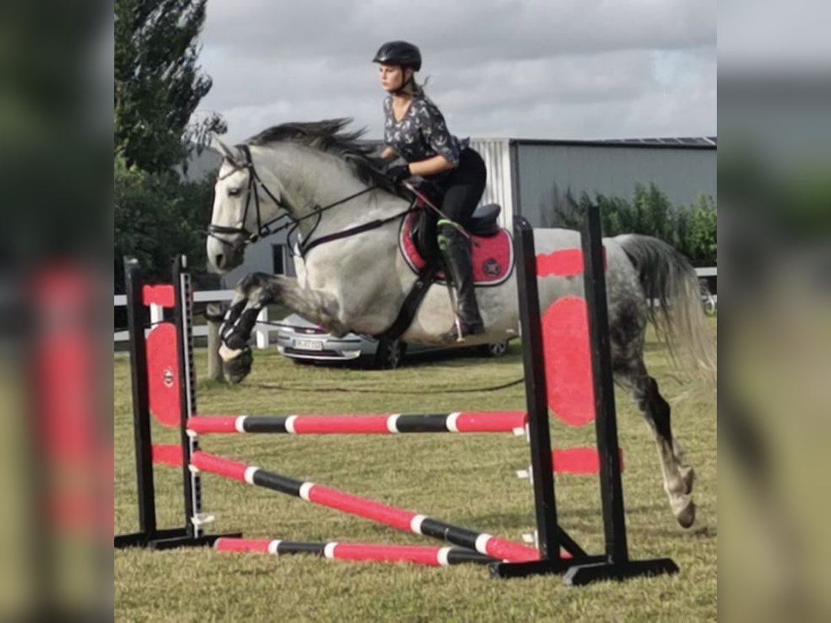 Mecklenburger Warmblut Wallach 14 Jahre 173 cm Schimmel in Sundhagen