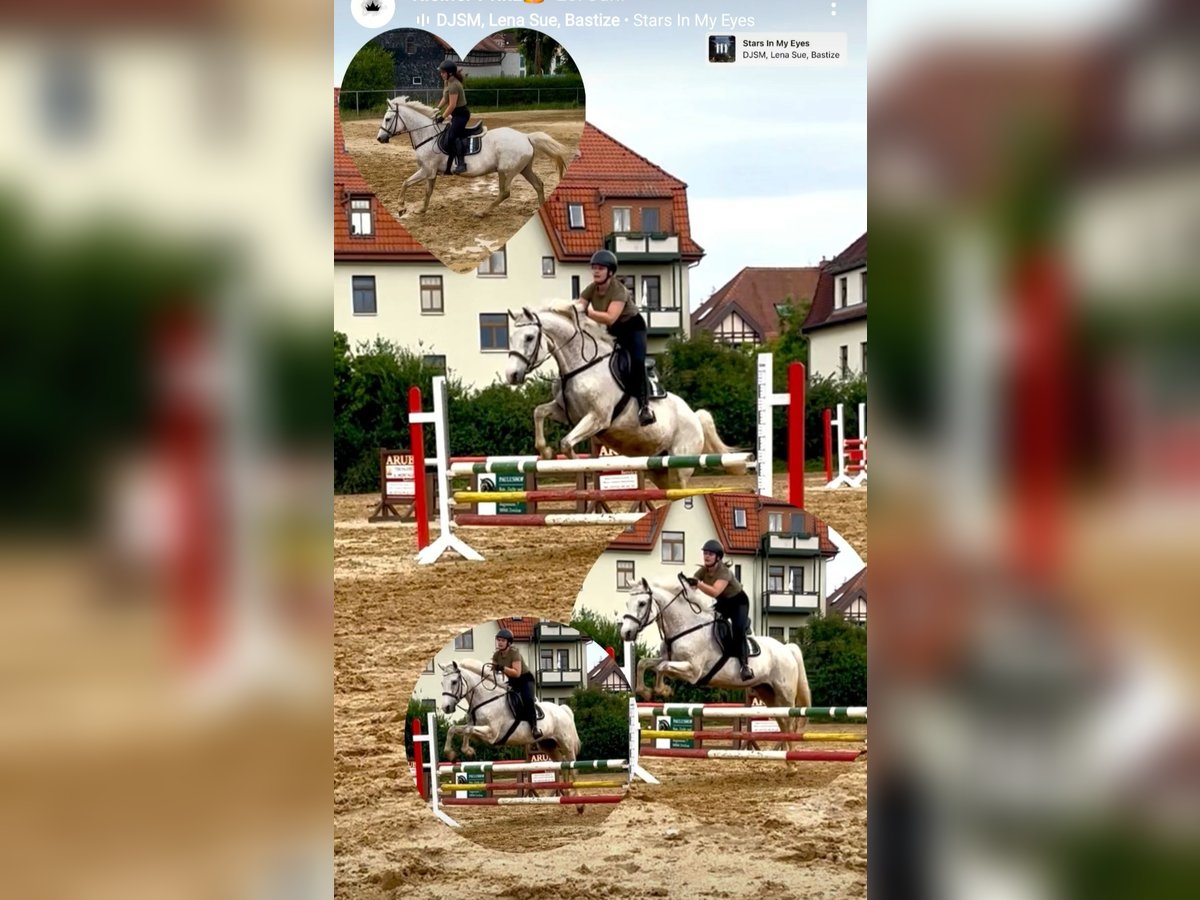 Mecklenburger Warmblut Wallach 19 Jahre 165 cm Schimmel in Zwickau