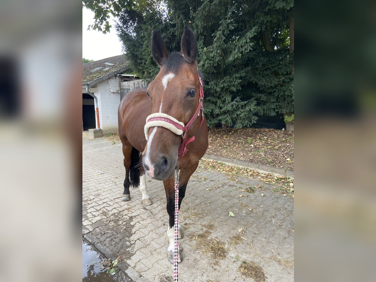 Mecklenburger Warmblut Wallach 22 Jahre 175 cm Brauner in K&#xF6;ln