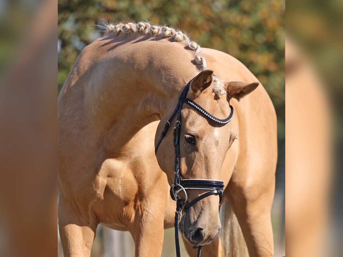 Mecklenburger Warmblut Wallach 3 Jahre 161 cm Palomino in Loewenberger Land, 30 min. von Berlin