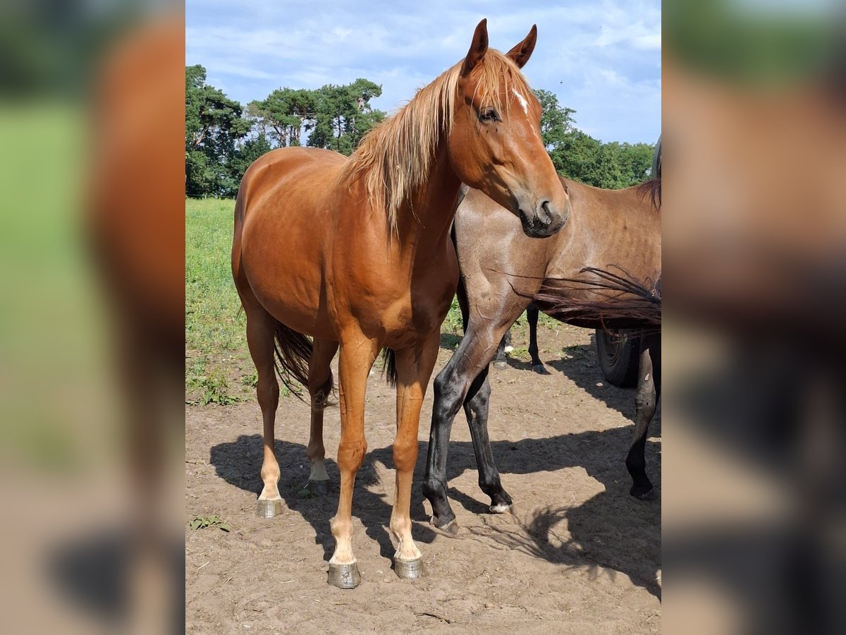 Mecklenburger Warmblut Wallach 3 Jahre 165 cm Fuchs in Rastow