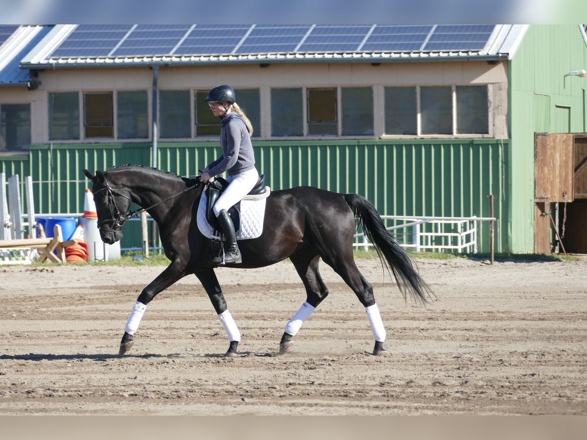 Mecklenburger Warmblut Wallach 3 Jahre 169 cm Rappe in Ganschow