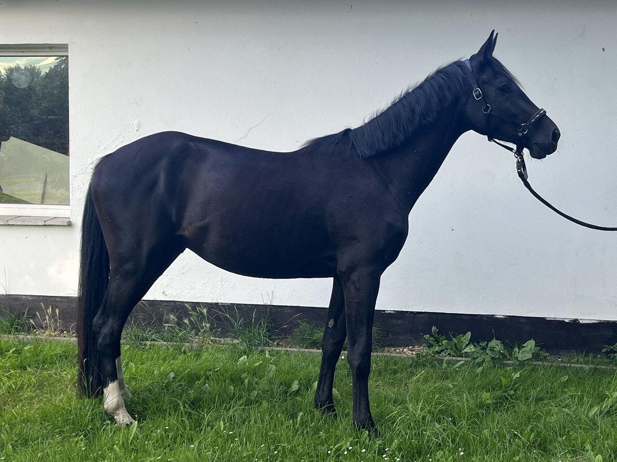Mecklenburger Warmblut Wallach 3 Jahre 170 cm Dunkelbrauner in Greifswald