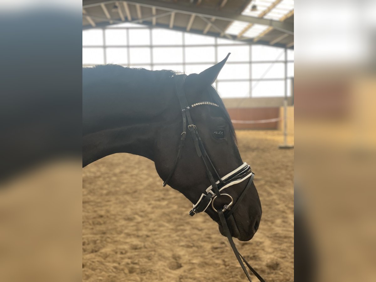 Mecklenburger Warmblut Wallach 3 Jahre 172 cm Rappe in Grabow