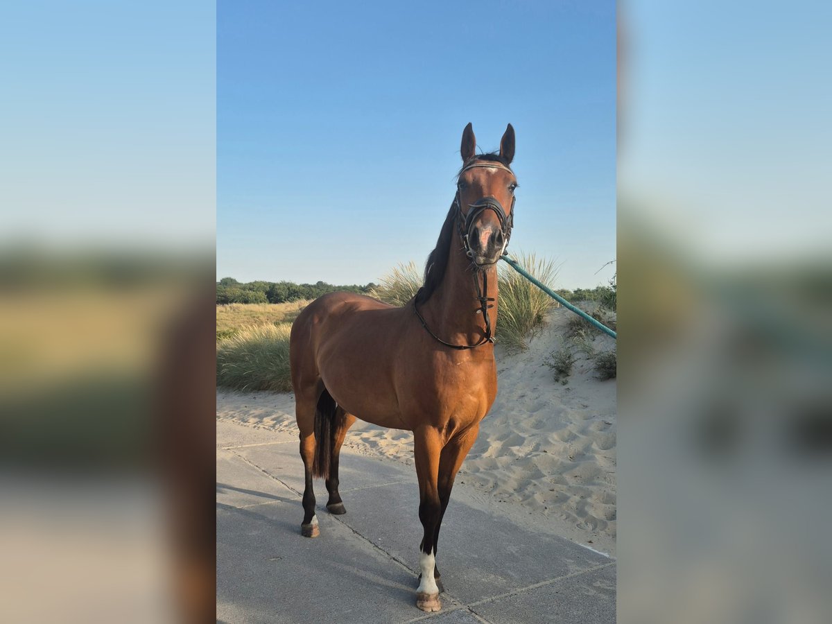 Mecklenburger Warmblut Wallach 4 Jahre 161 cm Brauner in Kaarst Mecklenburger Warmblut Wallach 4 Jahre 161 cm Brauner in Kaarst