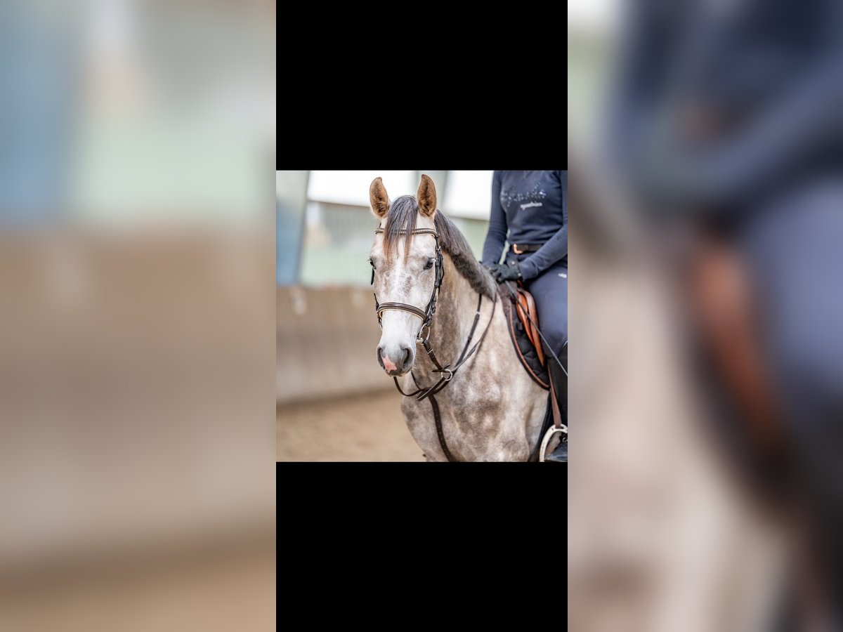 Mecklenburger Warmblut Wallach 4 Jahre 165 cm Schimmel in Dallgow-D&#xF6;beritz