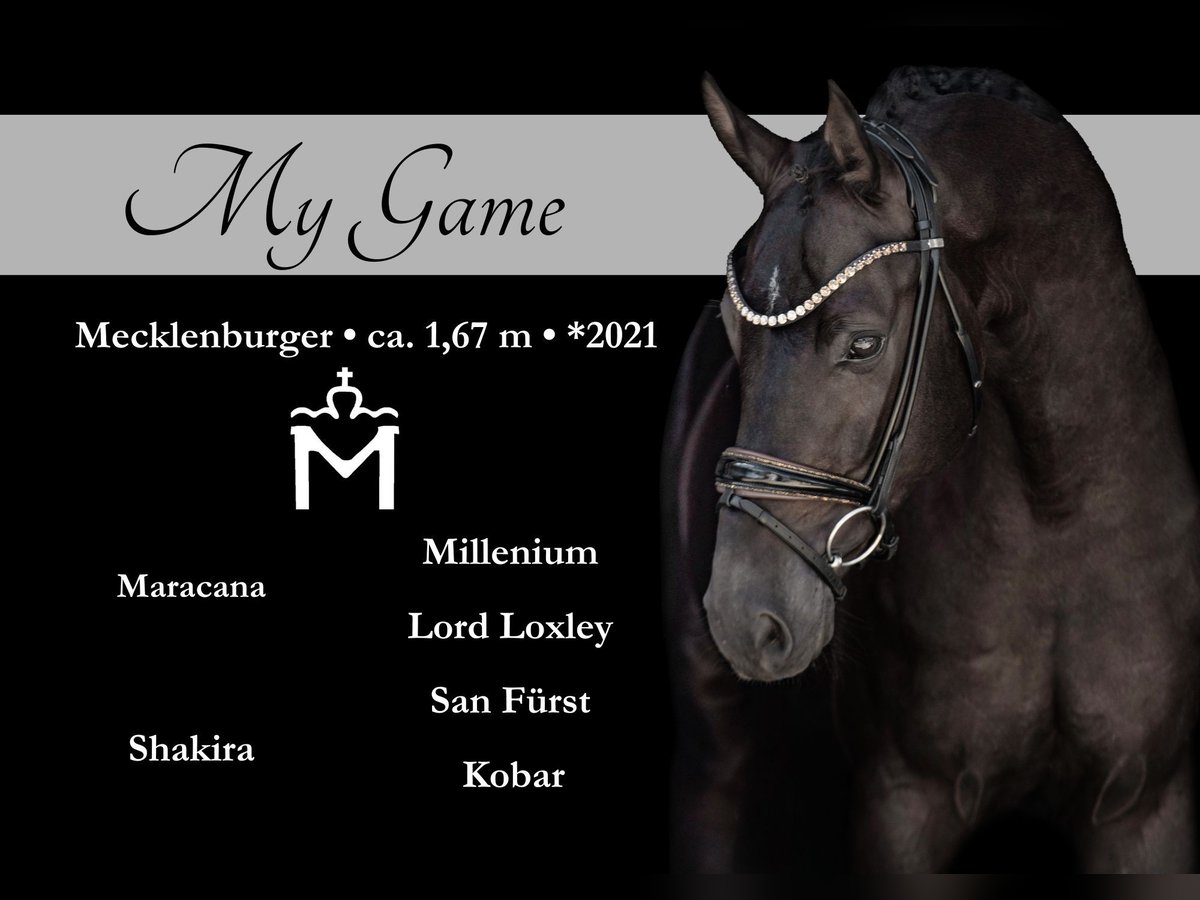 Mecklenburger Warmblut Wallach 4 Jahre 167 cm Rappe in Wehringen