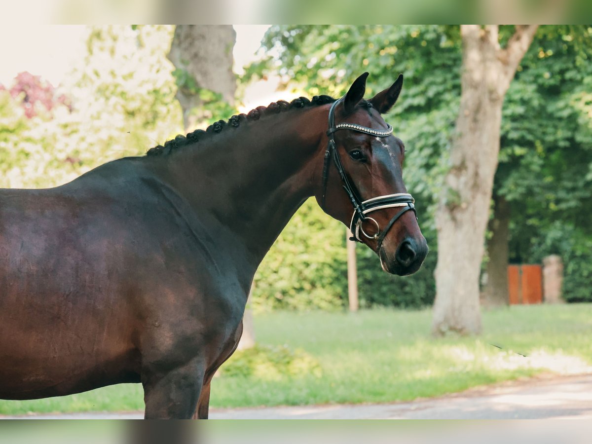 Mecklenburger Warmblut Wallach 4 Jahre 168 cm Dunkelbrauner in Ludwigslust