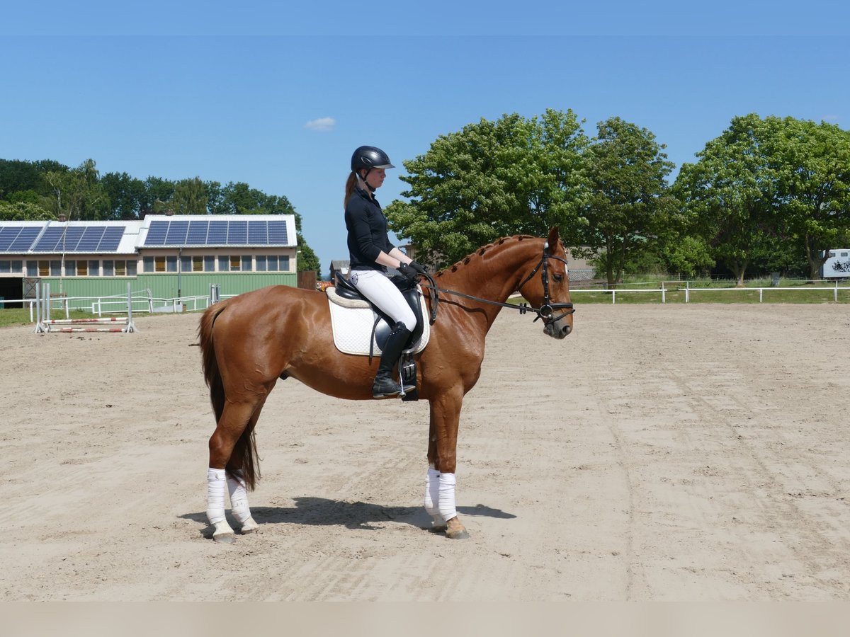 Mecklenburger Warmblut Wallach 4 Jahre 169 cm Fuchs in Ganschow