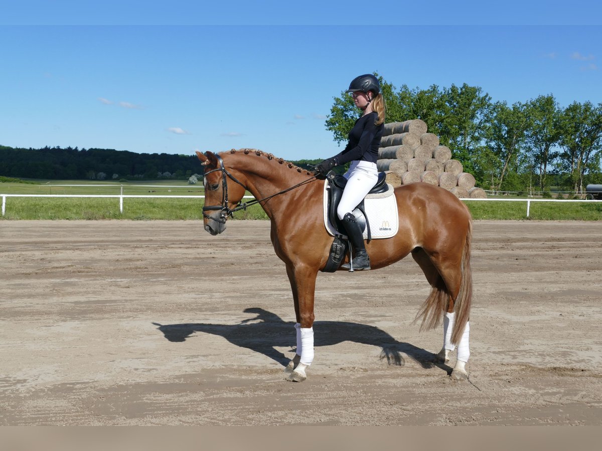 Mecklenburger Warmblut Wallach 4 Jahre 171 cm Fuchs in Ganschow
