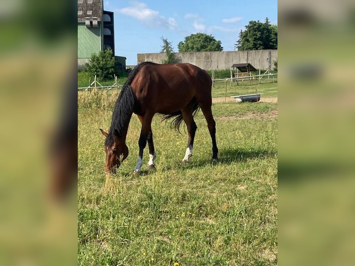 Mecklenburger Warmblut Wallach 4 Jahre 173 cm Brauner in Neukalen