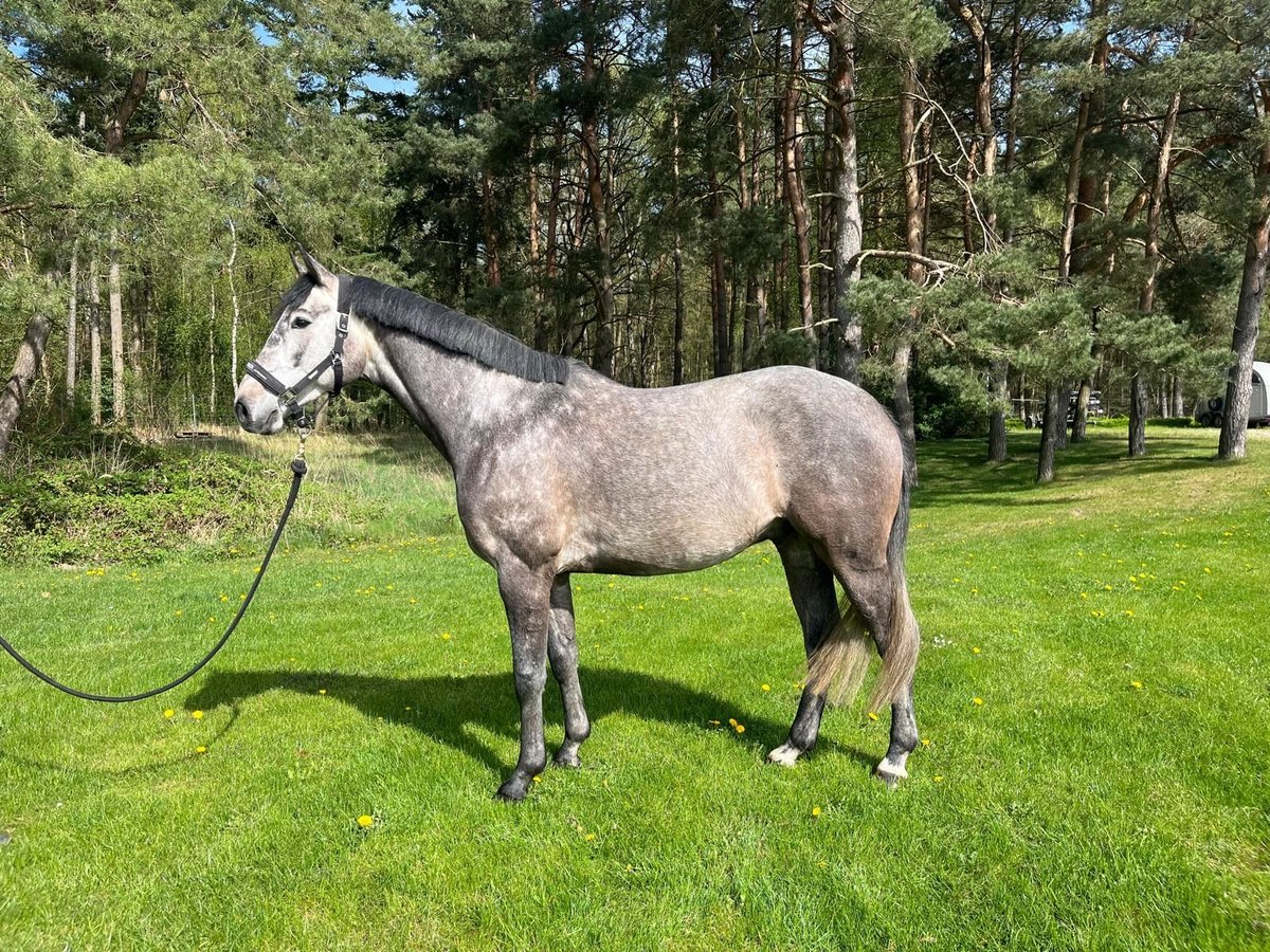 Mecklenburger Warmblut Wallach 5 Jahre 162 cm Schimmel in Plau am See