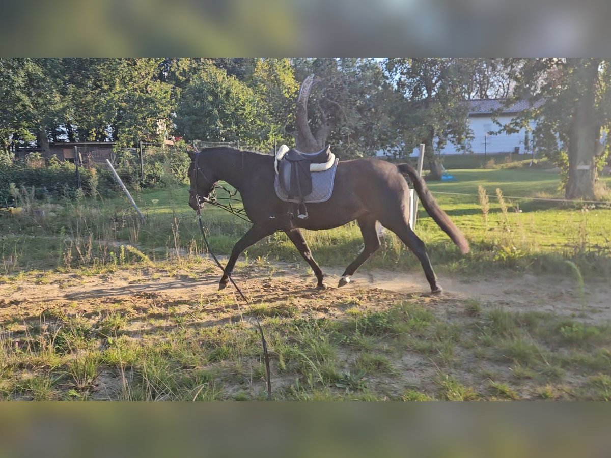 Mecklenburger Warmblut Wallach 5 Jahre 167 cm Schwarzbrauner in Greifswald