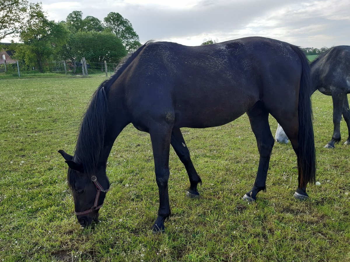 Mecklenburger Warmblut Wallach 5 Jahre Rappe in Ludwigslust