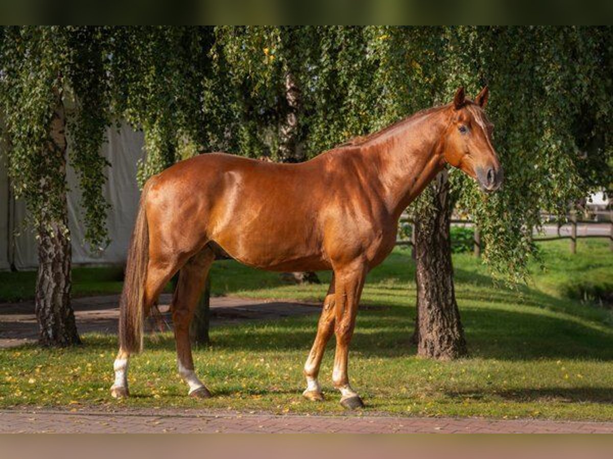 Mecklenburger Warmblut Wallach 6 Jahre 168 cm Dunkelfuchs in Insel Poel