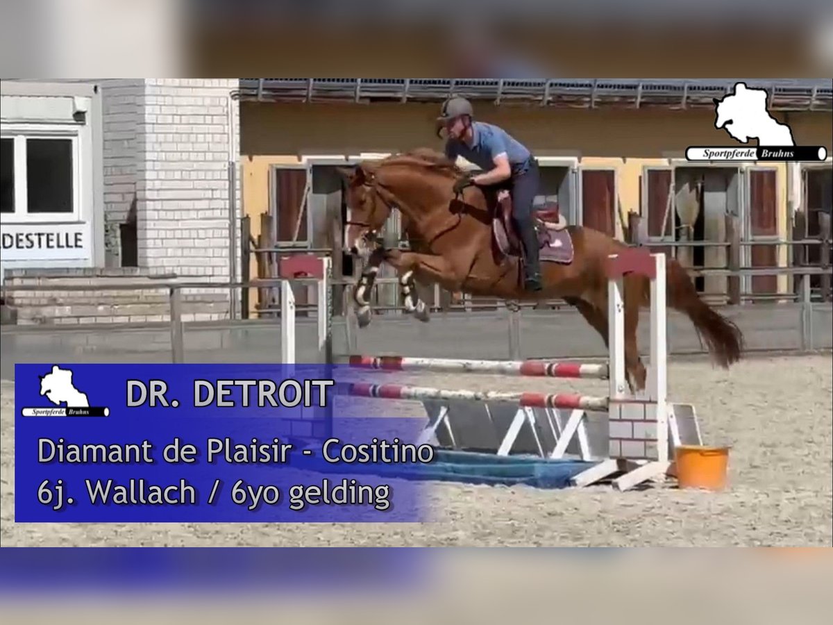 Mecklenburger Warmblut Wallach 6 Jahre 168 cm Fuchs in Gadow