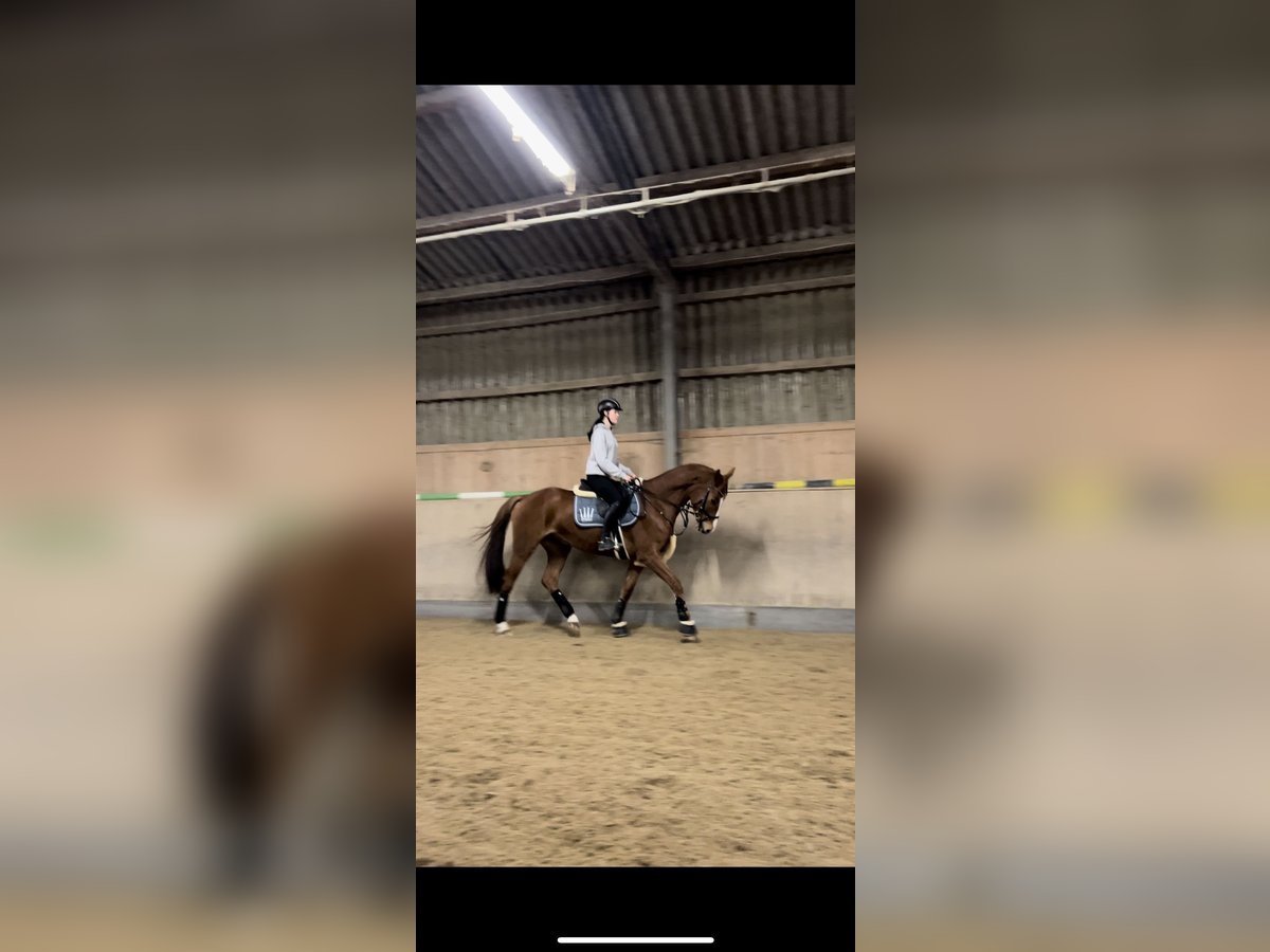 Mecklenburger Warmblut Wallach 6 Jahre 168 cm Fuchs in Ebenfurth