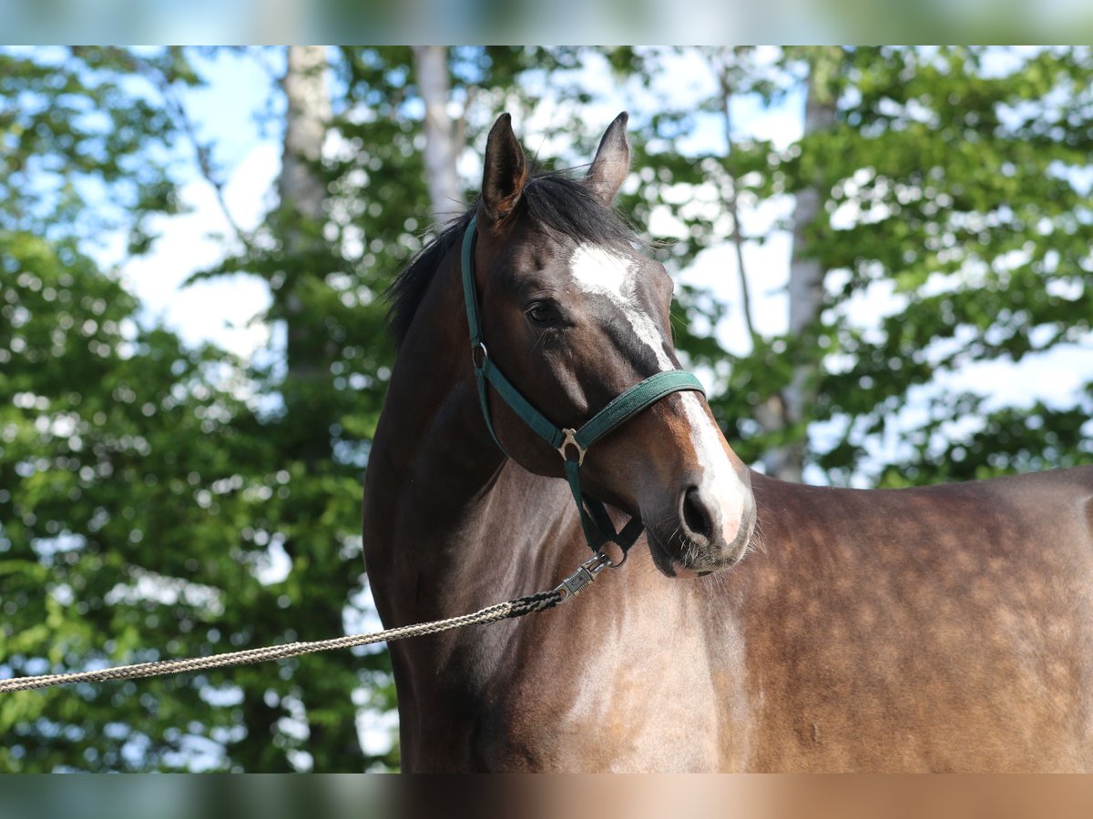 Mecklenburger Warmblut Wallach 6 Jahre 170 cm Dunkelbrauner in L&#xFC;beck