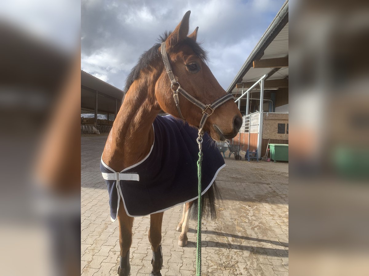 Mecklenburger Warmblut Wallach 6 Jahre 170 cm in Veitsbronn