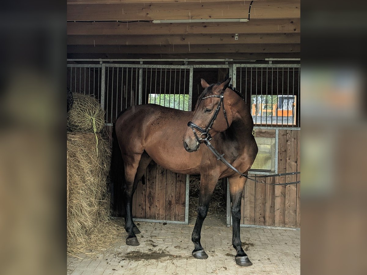 Mecklenburger Warmblut Wallach 6 Jahre 174 cm Dunkelbrauner in Klockow