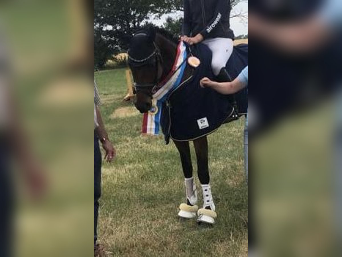 Mecklenburger Warmblut Wallach 7 Jahre 168 cm Brauner in Gadebusch