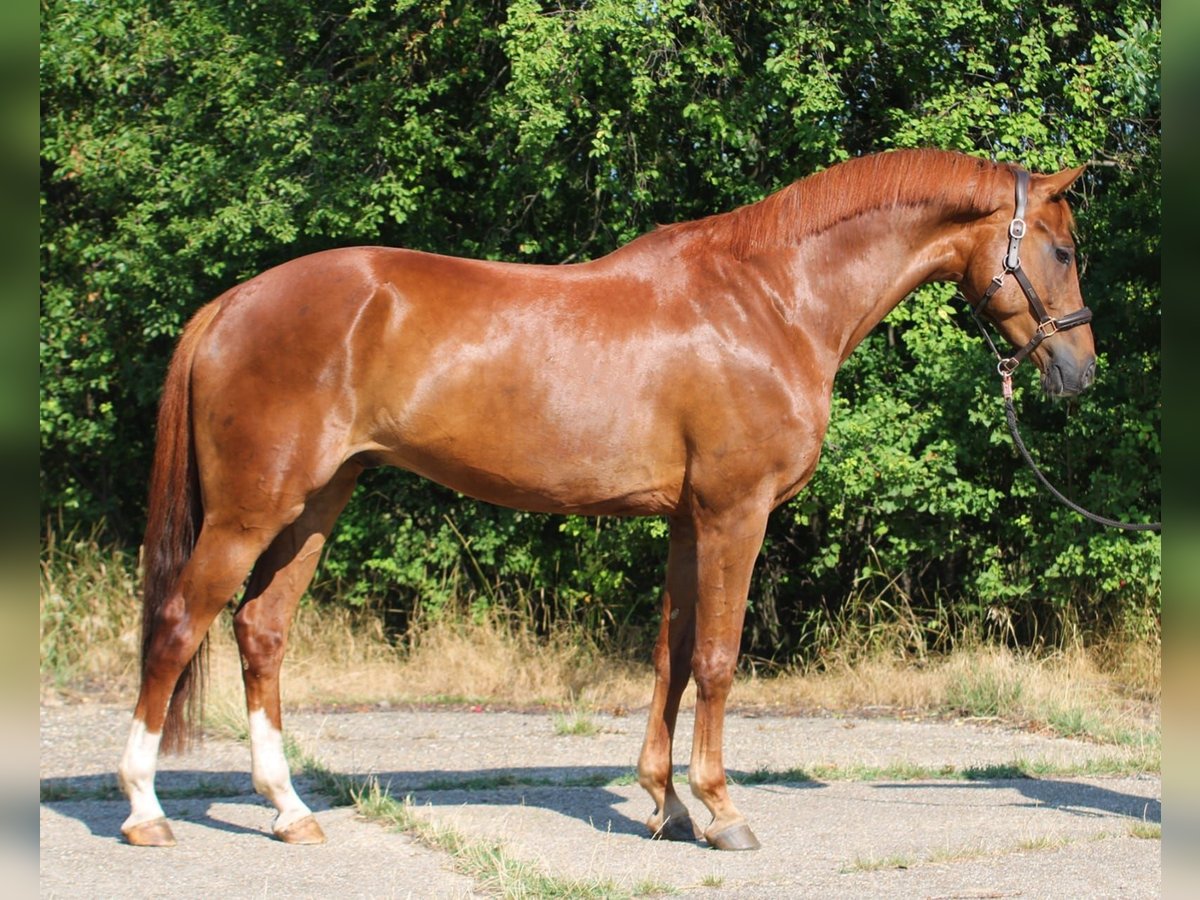 Mecklenburger Warmblut Wallach 7 Jahre 171 cm Fuchs in Gerasdorf