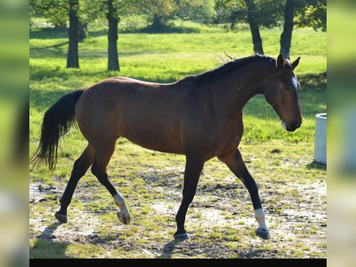 Mecklenburger Warmblut Wallach 7 Jahre 174 cm Dunkelbrauner in Hagenow
