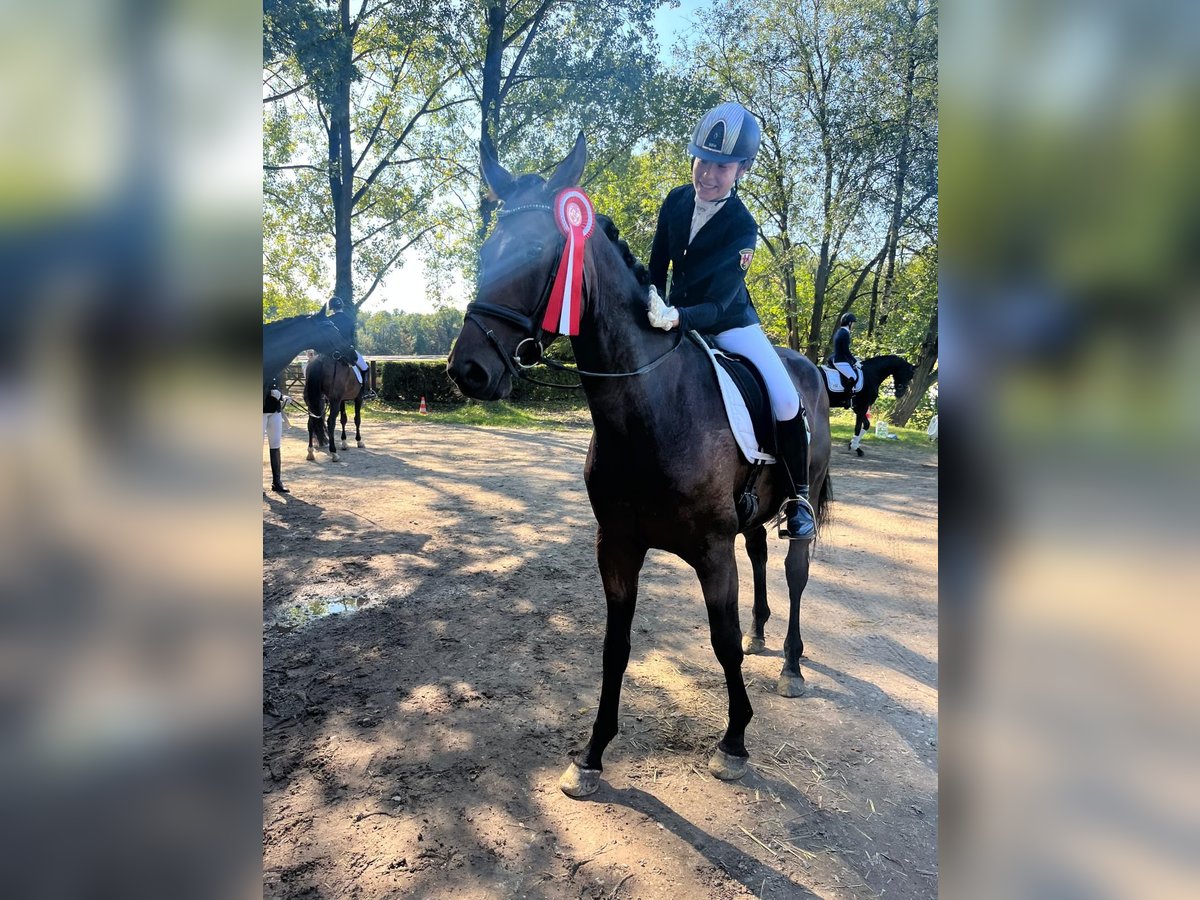 Mecklenburger Warmblut Wallach 8 Jahre 164 cm Brauner in HamminkelnHamminkeln
