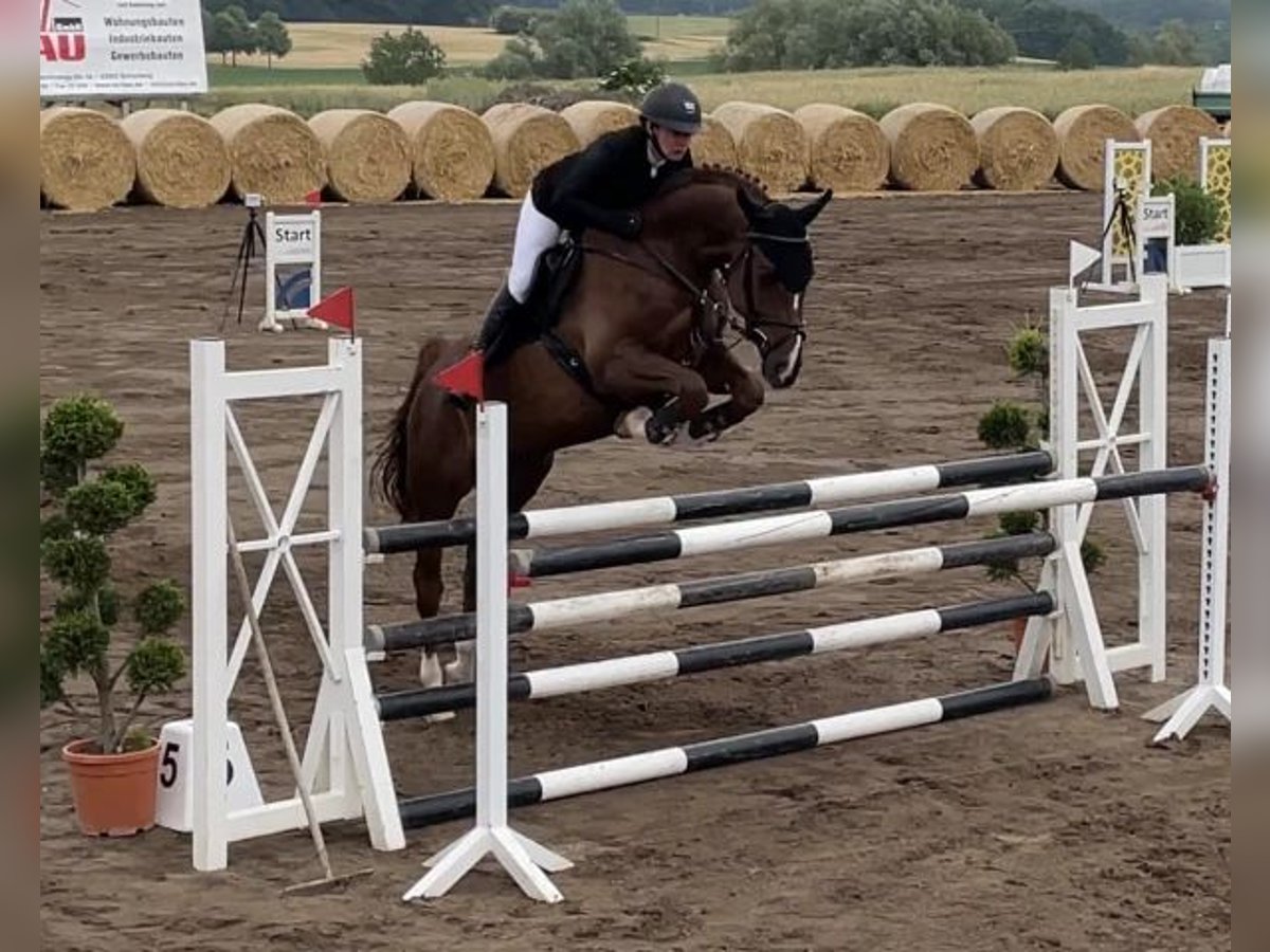 Mecklenburger Warmblut Wallach 8 Jahre 166 cm Dunkelfuchs in Petersberg