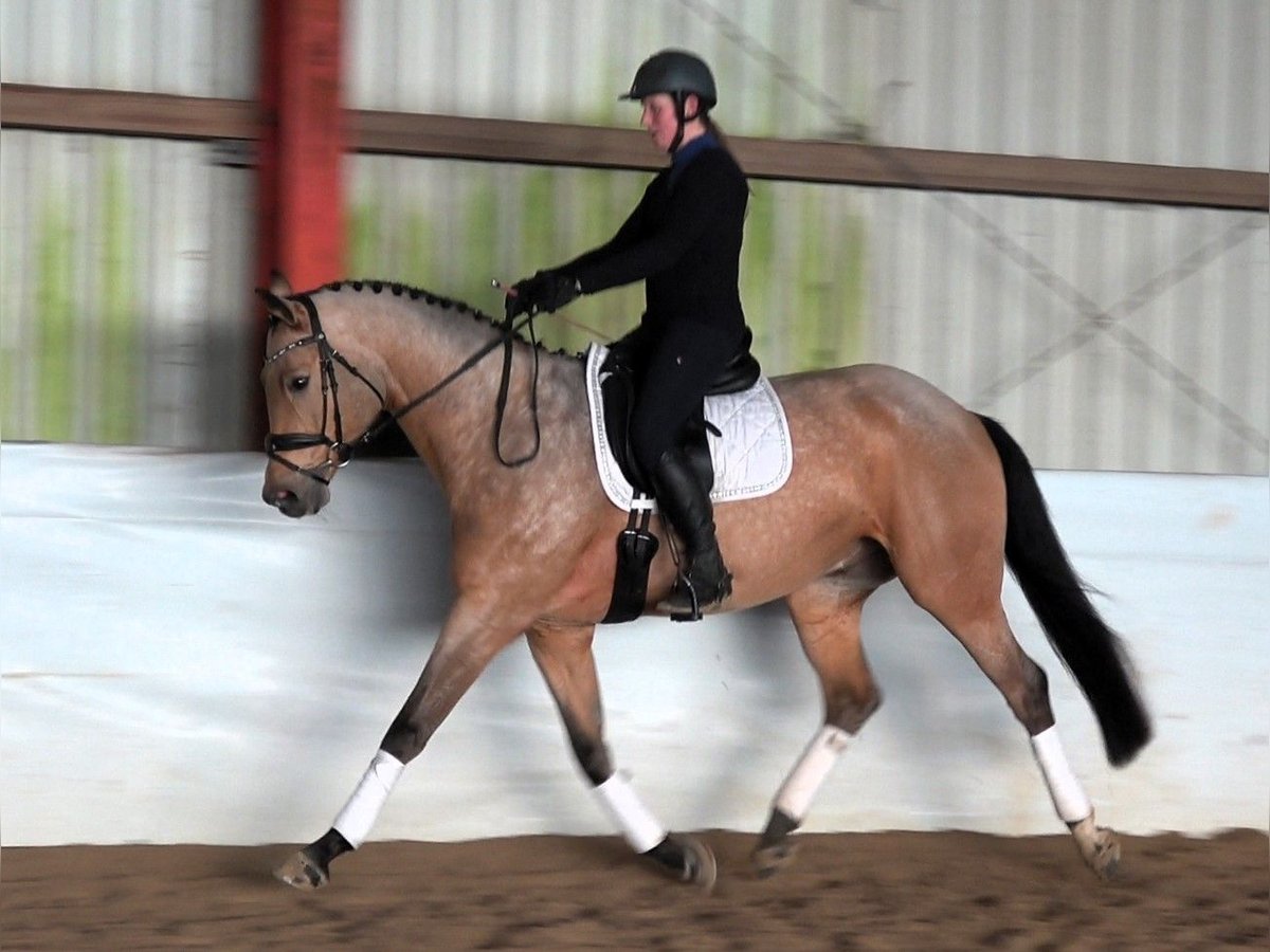 Mecklenburger Warmblut Wallach 8 Jahre 169 cm Buckskin in Schwaan