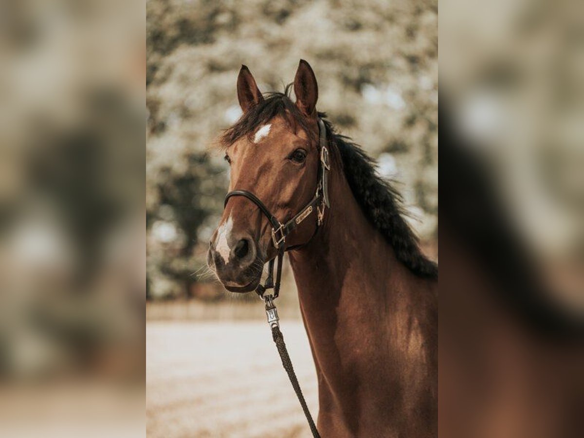 Mecklenburger Warmblut Wallach 8 Jahre 170 cm Brauner in Henstedt-Ulzburg
