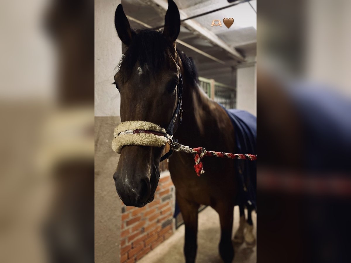 Mecklenburger Warmblut Wallach 8 Jahre 173 cm Dunkelbrauner in Pokrent