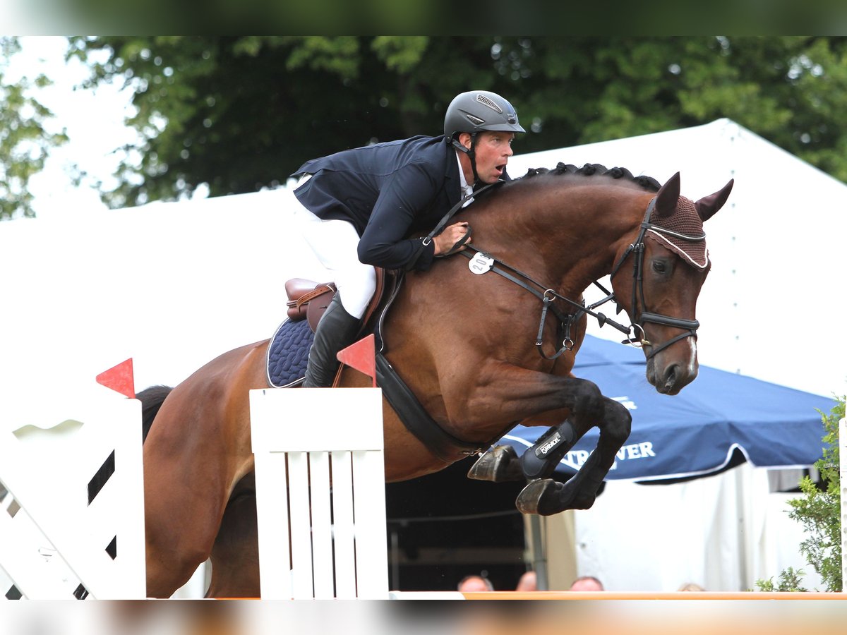 Mecklenburger Warmblut Wallach 8 Jahre 176 cm Brauner in Kavelstorf