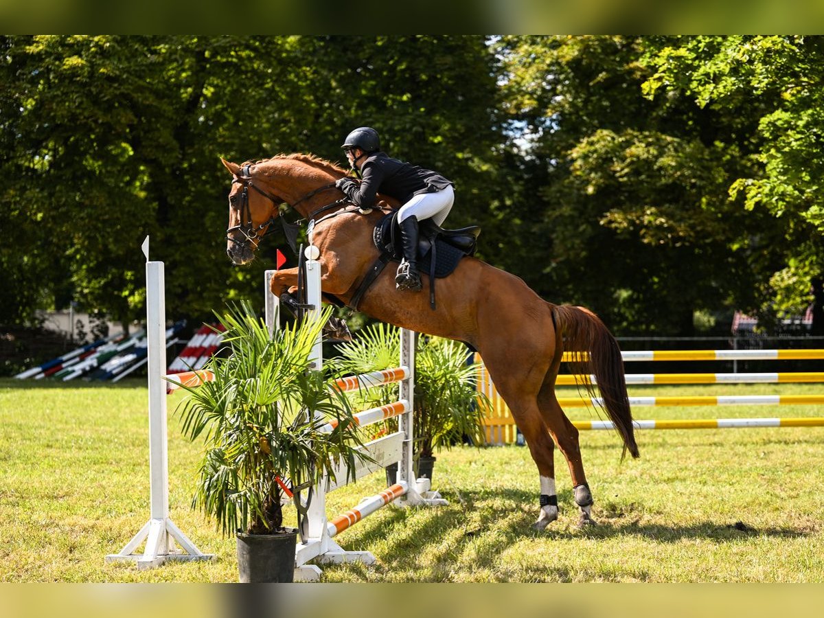 Mecklenburger Warmblut Wallach 9 Jahre 182 cm Fuchs in Brambach