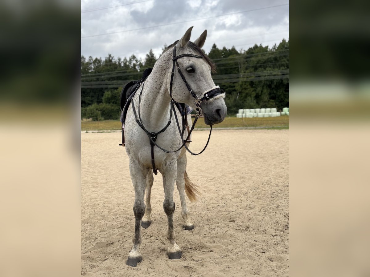 Mecklenburger Warmblut Wallach 9 Jahre Schimmel in Niepars