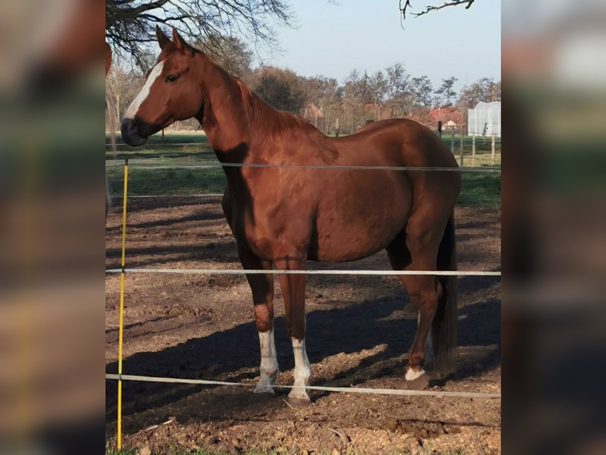 Media sangre arabe Mestizo Caballo castrado 14 años 162 cm Alazán in Diepenau