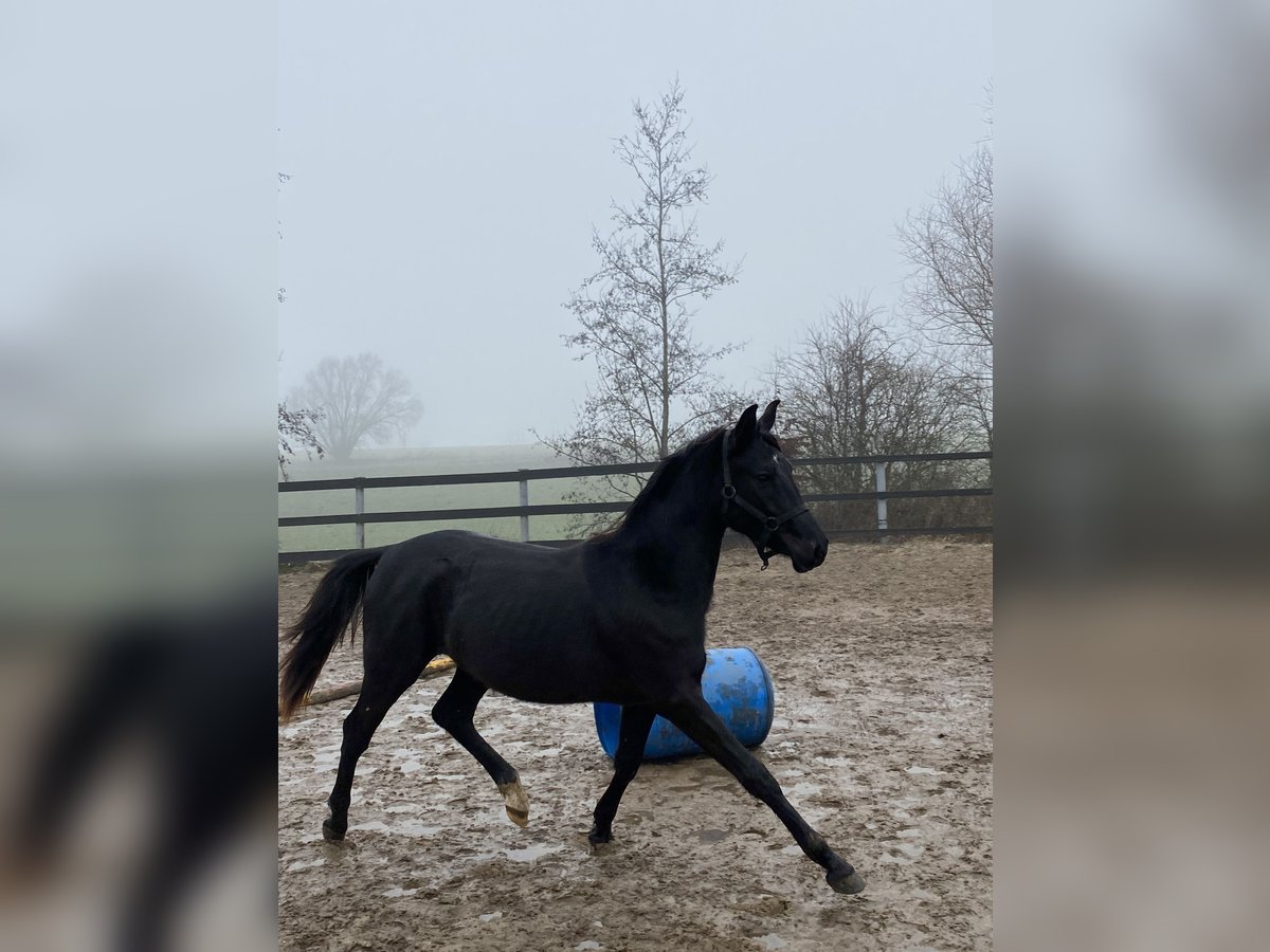 Media sangre arabe Caballo castrado 2 años 155 cm Morcillo in Mons