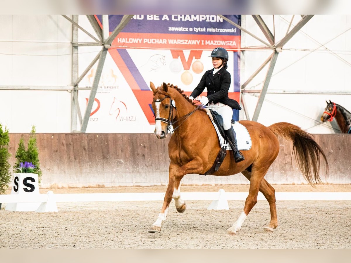 Media sangre polaco Caballo castrado 10 años 176 cm Alazán in K&#x142;aczyna