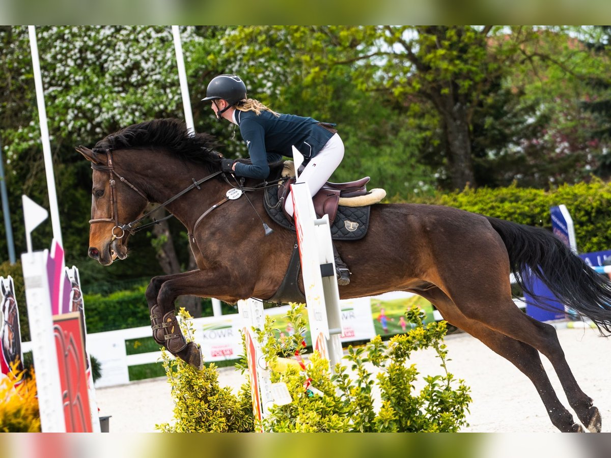 Media sangre polaco Caballo castrado 11 años 170 cm Castaño oscuro in W&#xF3;jcin