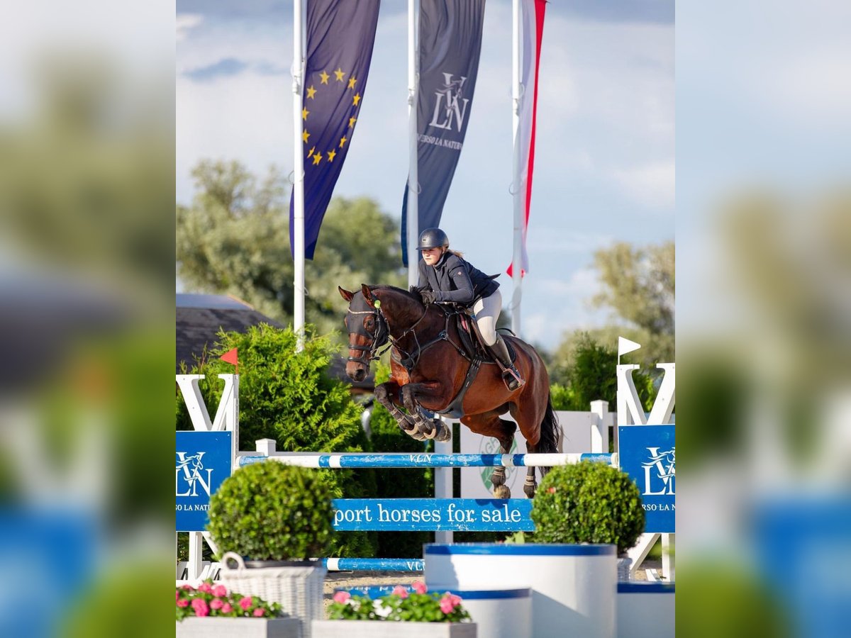 Media sangre polaco Caballo castrado 11 años 176 cm Castaño oscuro in Skibno