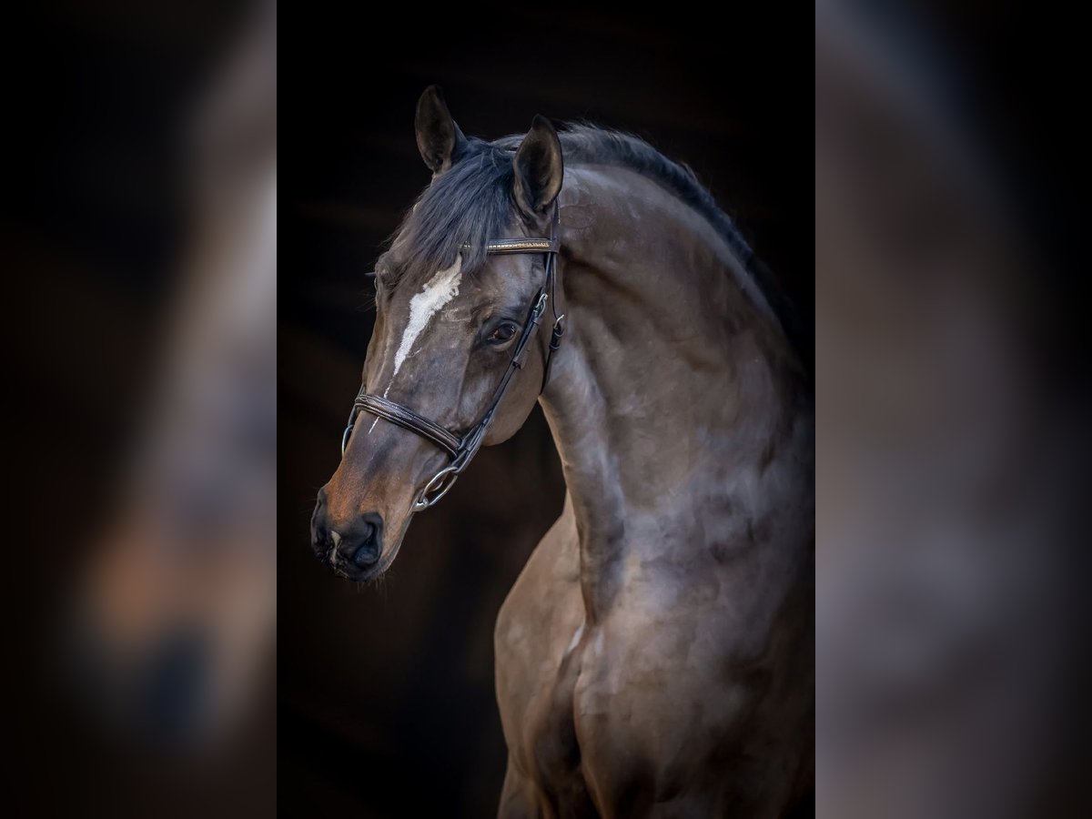 Media sangre polaco Caballo castrado 12 años 172 cm Castaño oscuro in stargard