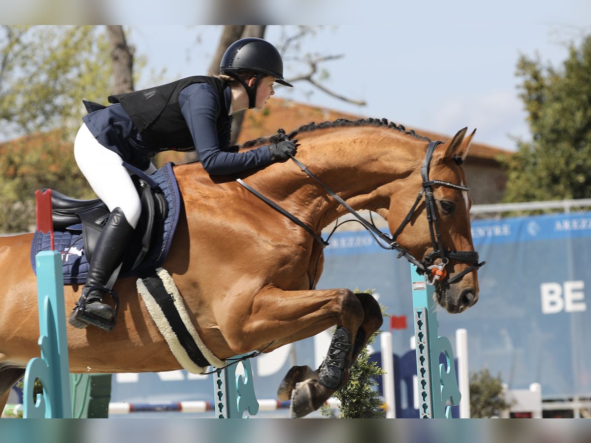 Media sangre polaco Caballo castrado 16 años 168 cm Castaño rojizo in Mikołów